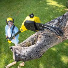 Best Tree and Shrub Care  in Washington Park, IL