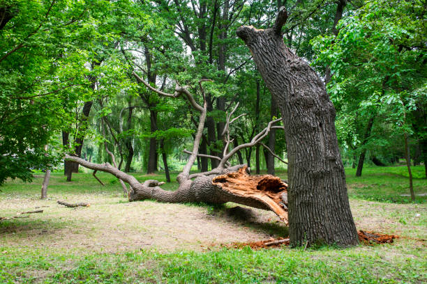 Best Tree Removal  in Washington Park, IL