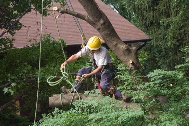 Best Lawn Mowing  in Washington Park, IL