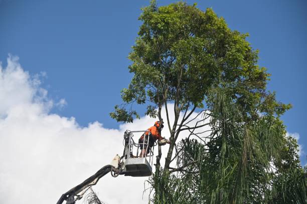 Best Commercial Tree Services  in Washington Park, IL